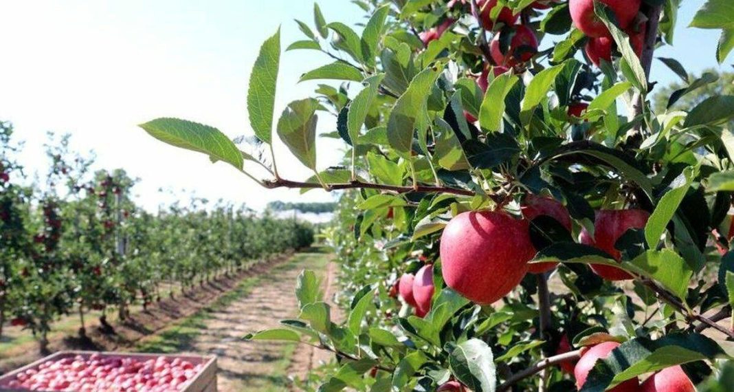 como-funciona-la-fruticultura-1200x640