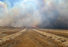 Llamas de incendio forestal están a 50 metros de viviendas en San Pablo: Se declara alerta roja
