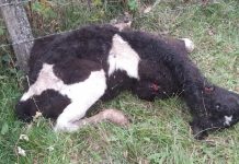 Ataque de perros asilvestrados al ganado vacuno nuevamente en la palestra: 90 ejemplares ha perdido productor lechero desde septiembre