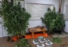 Pareja es detenida en Los Muermos por plantación de marihuana y tráfico