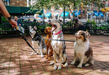 Protección efectiva para tus mascotas: Soluciones antiparasitarias de larga duración