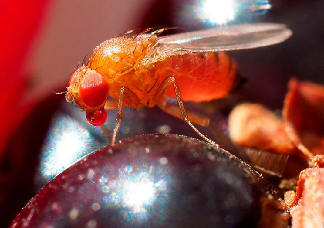 mosca-de-la-fruta-el-clima-influye-en-la-expansion-de-esta-plaga-316121-1_1280