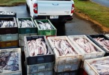 Decomisan millonario cargamento ilegal de productos del mar en La Unión