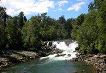 84 años cumplió el Parque Nacional Puyehue en medio del desafío del cambio climático y el mal comportamiento de algunos visitantes