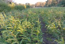 Hay futuro en el sur para la exportación de castañas variedad marrón de Cúneo ante problemas fitosanitarios en Europa y Asia