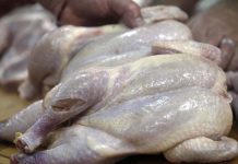 Chile suspende importación de pollo brasileño tras brote de gripe aviar