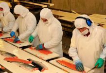 Estudio prevé pérdidas de hasta US$1.400 millones para el salmón chileno si se aplica el arancel Trump