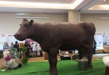 Con gran asistencia de público finalizó tercera versión de la “Vaca de Chocolate» en Osorno
