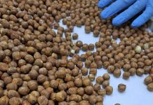 Provincia de Osorno: 250 kilos de avellana europea ha certificado el SAG