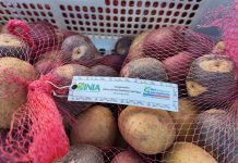 INIA Chile inauguró Banco de Germoplasma de la Papa en Osorno