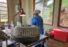 Inició campaña de esterilización y vacunación de mascotas en San Juan de la Costa