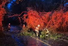 Árboles caídos, derrumbes y daños a viviendas ha dejado sistema frontal en región de Los Lagos