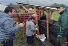 SAG refuerza plan para erradicar la brucelosis bovina en Chiloé