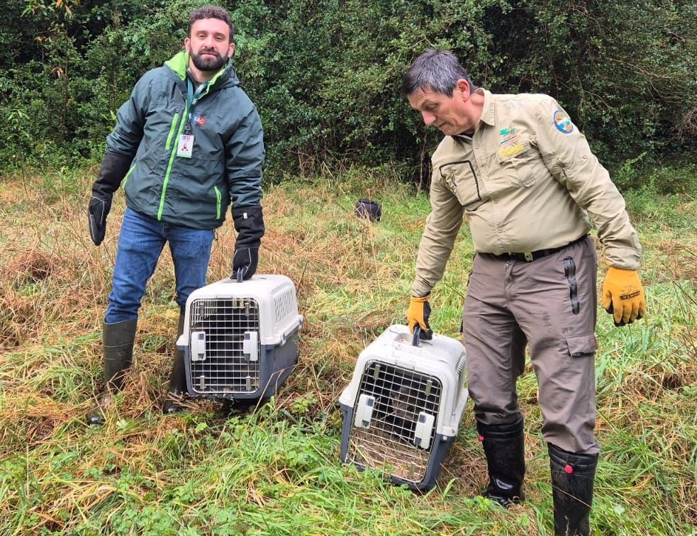 Liberan zorros chilla en el Parque Nacional Puyehue tras meses de rehabilitación