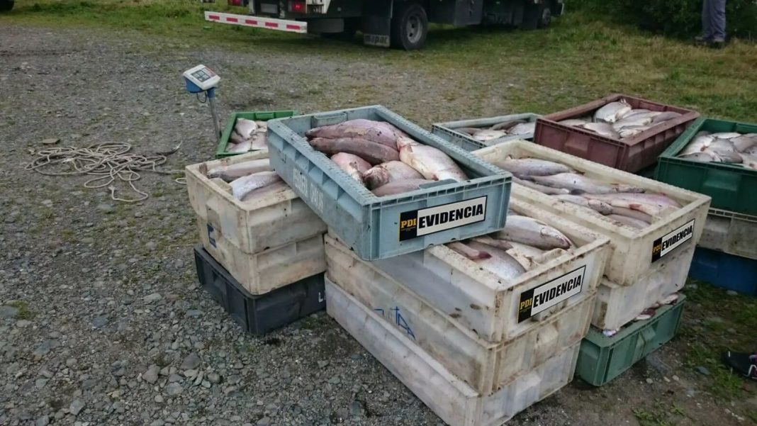 robo-de-salmones-e1722287211128