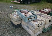 SII prepara querellas contra crimen organizado que ha robado miles de toneladas de salmón