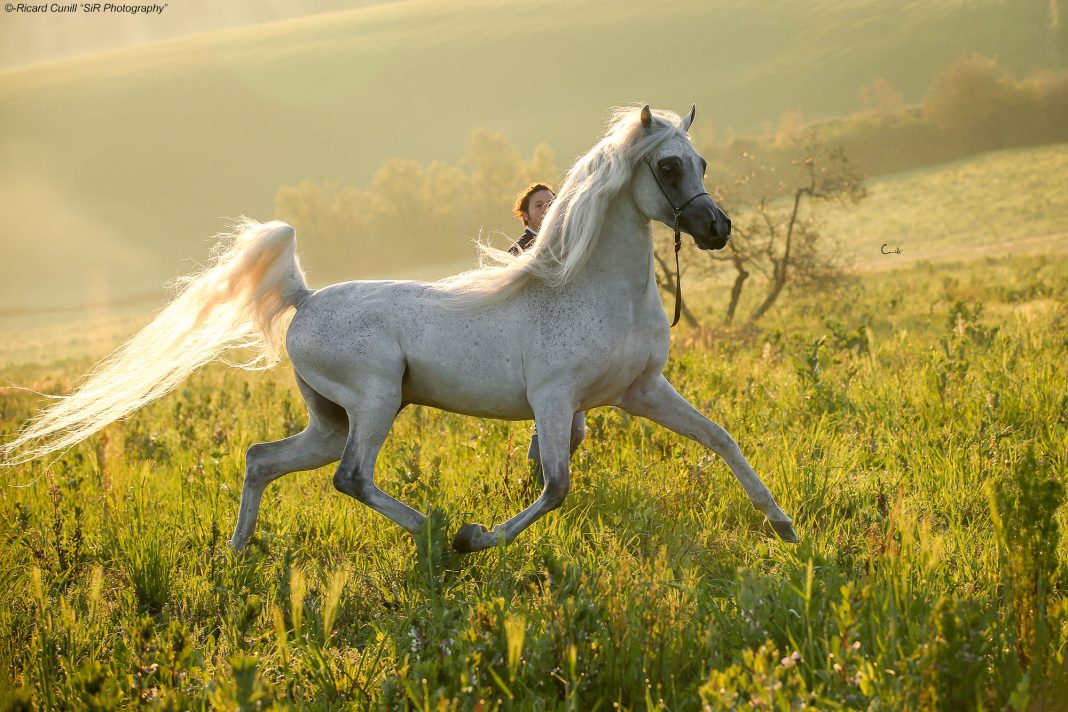 sir_1284-copiaweb caballo arabe