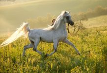 Caballos árabes de Osorno se preparan, para presentarse en SAGO FISUR 2025