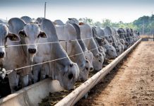 Brasil: Proyectan aumento de 7% para confinamiento de ganado en 2025