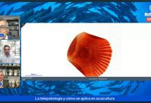 CIBA se encumbra como líder en análisis digital y uso de IA en patologías en acuicultura en la Macrozona Sur