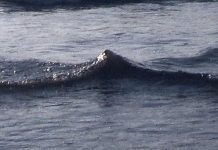 Investigadores de la UACH usan modelo matemático para descifrar patrón de las olas en las costas de Chile