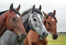 La emergencia sanitaria por anemia infecciosa equina moviliza al SAG a sectores rurales para educar a los propietarios