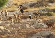 40% de los ataques de perros asilvestrados a ganado se produce en la Región de Los Lagos, según estudio de aseguradora
