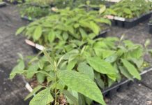Tecnología de micropropagación in vitro de paltos alcanza validación comercial en Chile
