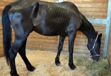 Cuatro casos de Anemia infecciosa equina en Chiloé, confirmó el SAG