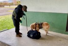 Perra detectora de drogas permitió captura de venezolana irregular durante control de tránsito en La Unión