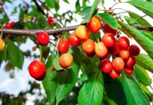 Árboles frutales están en periodo de reposo o dormancia en invierno