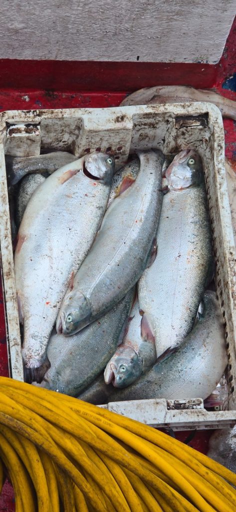 "Operación Marejada”: Armada desarticuló red criminal ligada al robo de salmones en Chiloé y detuvo a 17 implicados