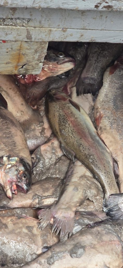 "Operación Marejada”: Armada desarticuló red criminal ligada al robo de salmones en Chiloé y detuvo a 17 implicados