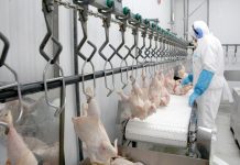 SAG suspende temporalmente importaciones avícolas desde Argentina ante brote de influenza aviar altamente patógena