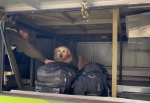 Detienen a un profesor con drogas: Viajaba en un bus con destino a Puerto Varas