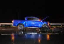 Un lesionado, daños y 20 animales muertos deja seguidillas de accidentes en Ruta 5 por vacunos en la vía