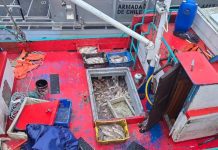 Dictan medidas cautelares contra agrupación criminal imputados por sustracción de salmones en Chiloé