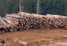 Fiscalía confirma que atentados y robo de madera en el sur han mutado a extorsiones