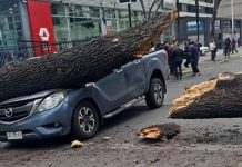 Caída de árboles sobre autos, cortes de luz y tránsito por viento y lluvia en RM