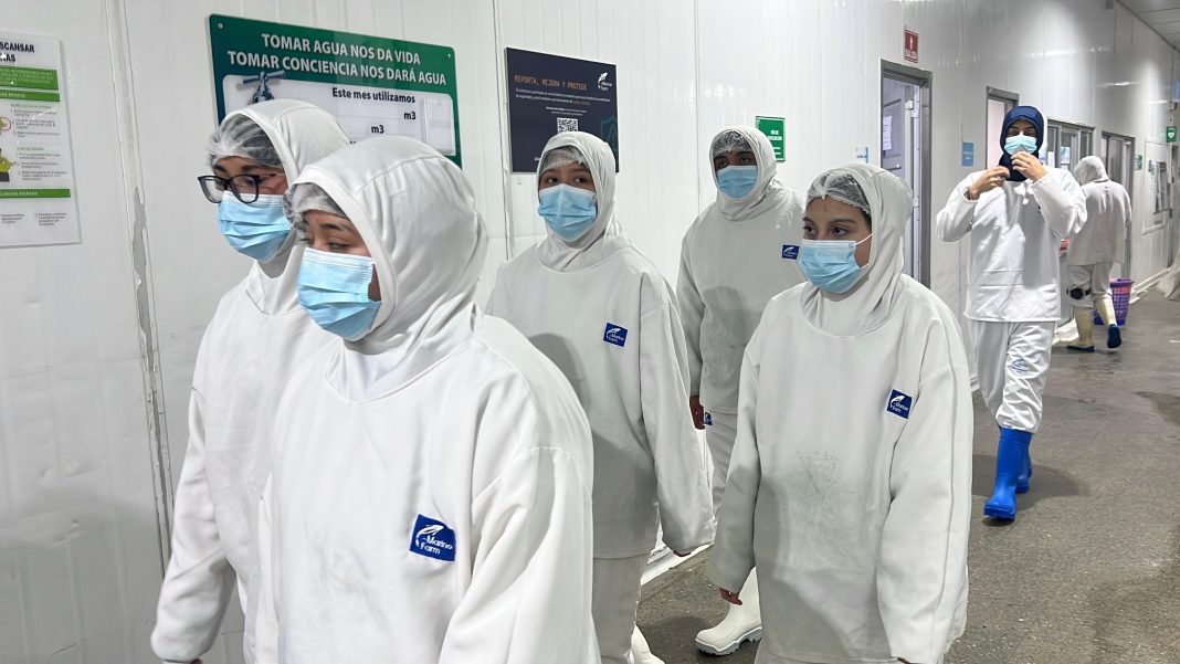 Estudiantes conocen proceso salmonicultor