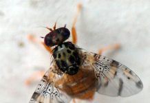 SAG aplica riguroso protocolo de erradicación para resguardar la condición de país libre de Mosca de la Fruta
