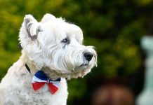 Gobierno llama a NO llevar mascotas a las fondas en Fiestas Patrias y advierte sobre los peligros