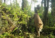 Puma ataca a niña de 11 años en Chaitén en medio de un paseo familiar en el Parque Pumalín