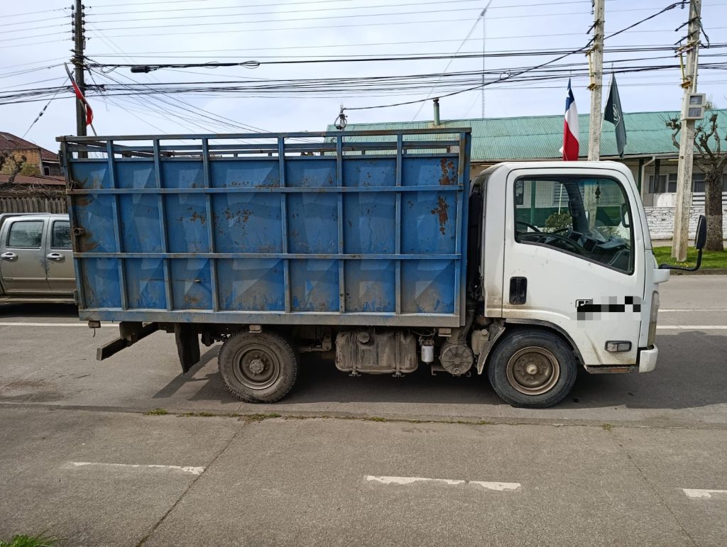 En Purranque detienen a conductor que transportaba animales sin acreditación de origen. Se investiga abigeato