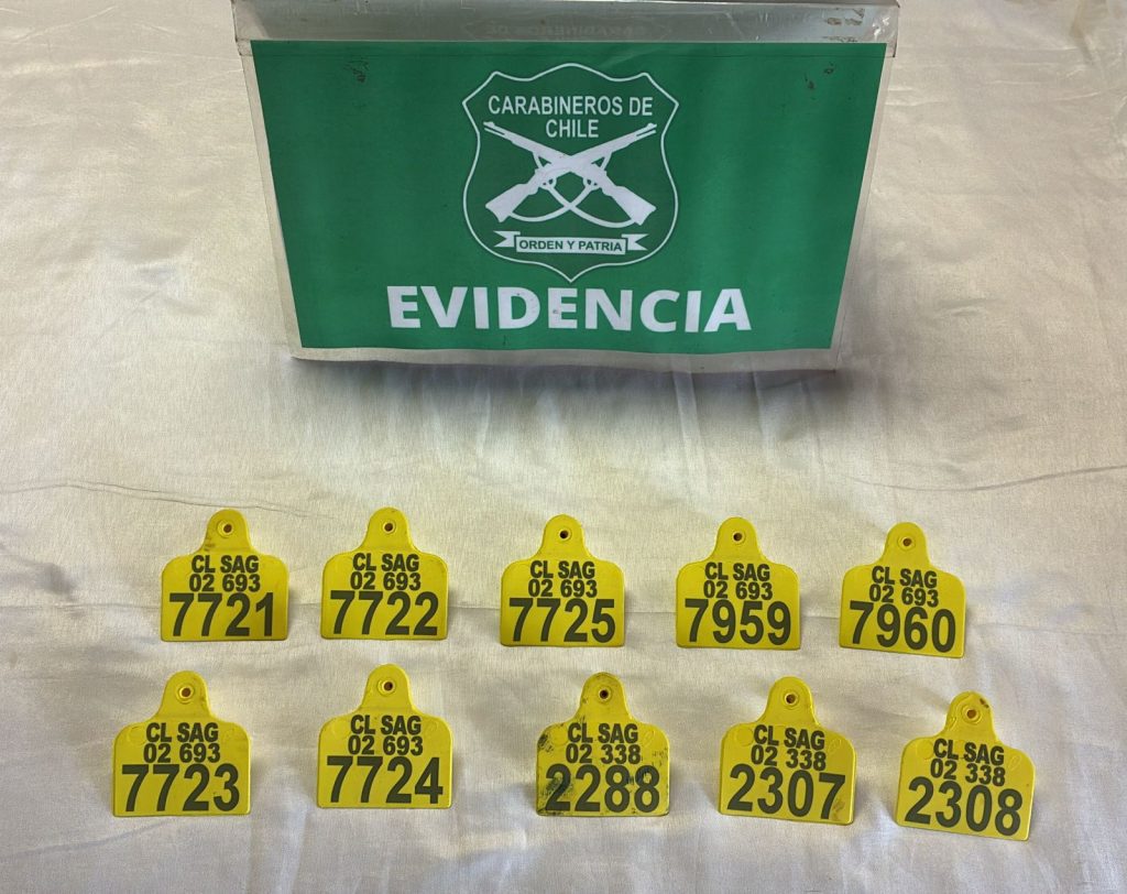 En Purranque detienen a conductor que transportaba animales sin acreditación de origen. Se investiga abigeato