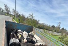 En Purranque detienen a conductor que transportaba animales sin acreditación de origen. Se investiga abigeato