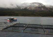 Acusan a dos ONG’s de «ambientalismo extremo» tras petición de cierre de centros de cultivos de canadiense Cooke