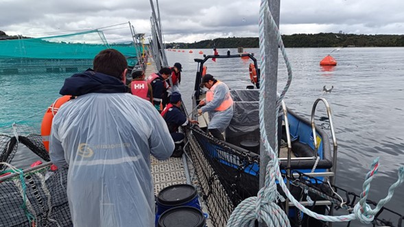 Sernapesca advierte sobre investigación y posibles acciones legales tras escape de salmones en Calbuco