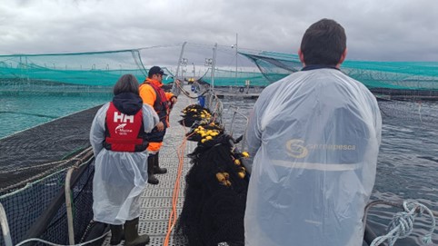 Sernapesca advierte sobre investigación y posibles acciones legales tras escape de salmones en Calbuco