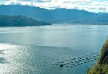 Investigan posible sabotaje tras fuga de más de 42 mil salmones en centro de cultivo en Calbuco